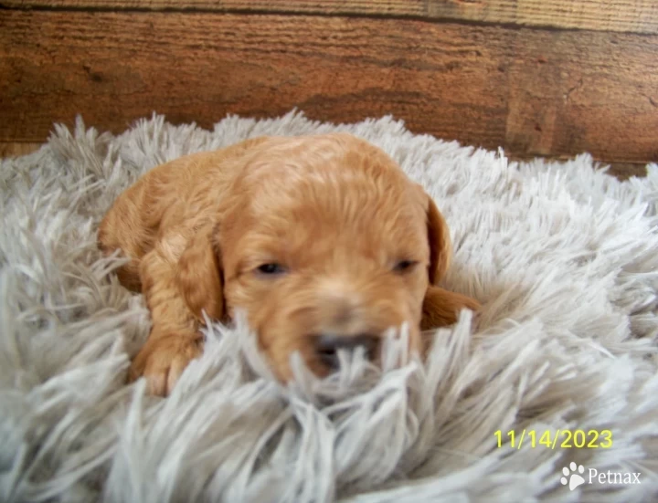 Clover Goldendoodle