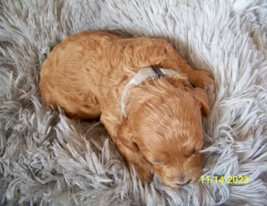 Clover Goldendoodle