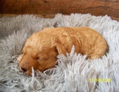 Mable Goldendoodle