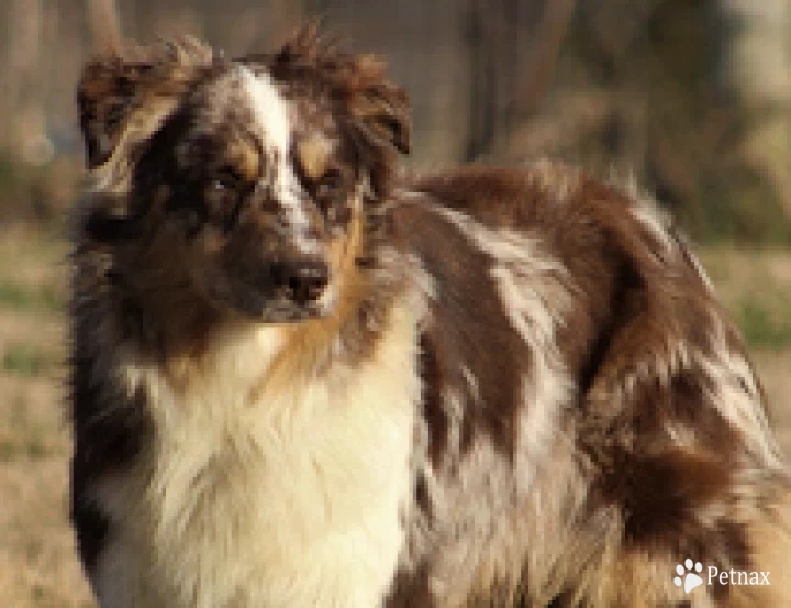 Remi Australian Shepherd