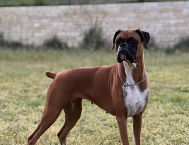 Olvera's Mia Hawkins Vergara (Mia) Boxer