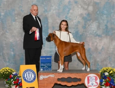 Olvera's Mia Hawkins Vergara (Mia) Boxer