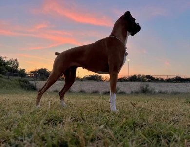 Olvera's Mia Hawkins Vergara (Mia) Boxer