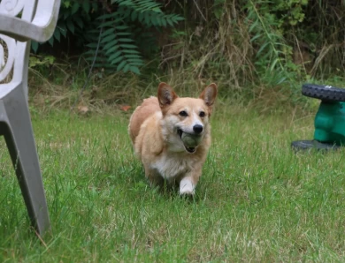 Lizzy Pembroke Welsh Corgi