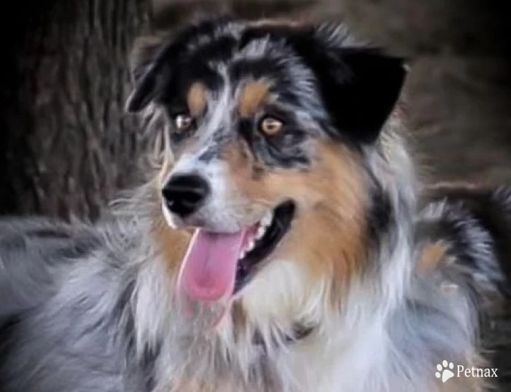 Kimber Australian Shepherd