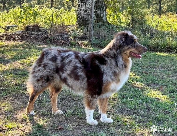 Scarlett Australian Shepherd