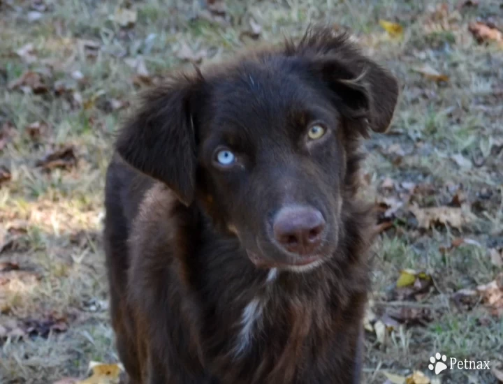 Ryder Australian Shepherd