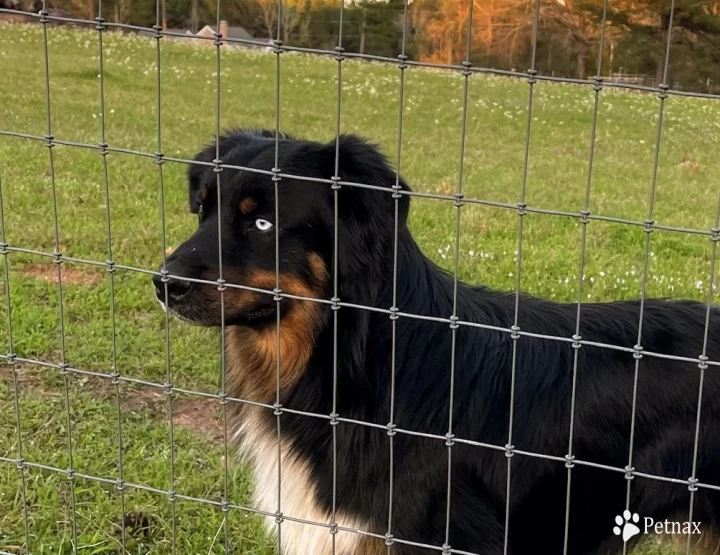 Gunner Australian Shepherd