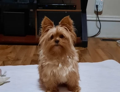 Blaze Yorkshire Terrier