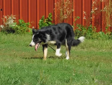 Hawk Border Collie