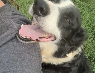 Amy Border Collie