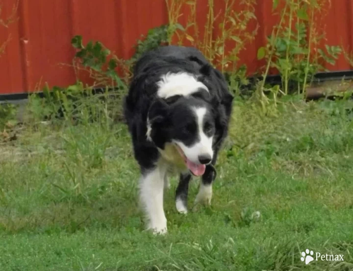 Amy Border Collie