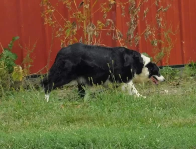 Amy Border Collie