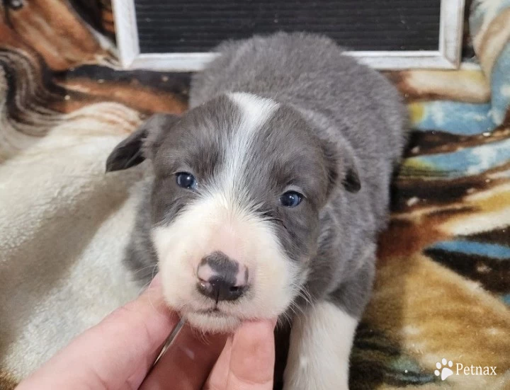 Male#1 Border Collie