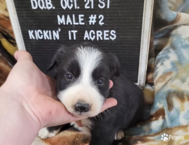 Male #2 Border Collie