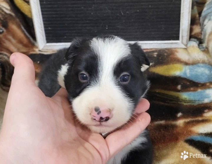 Male #3 Border Collie