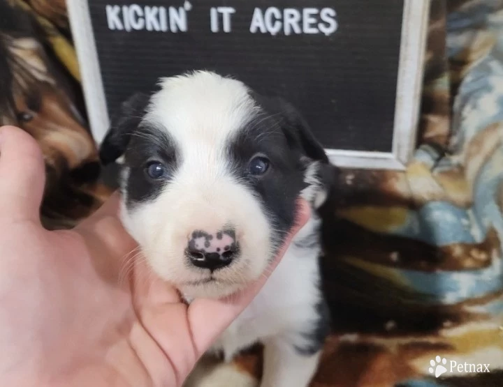 Male #4 Border Collie