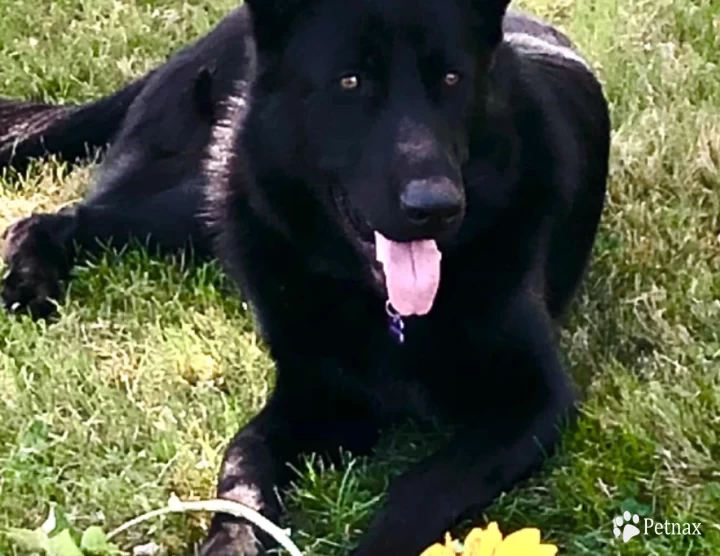 Westbound’s Black Pearl “RAVEN” German Shepherd