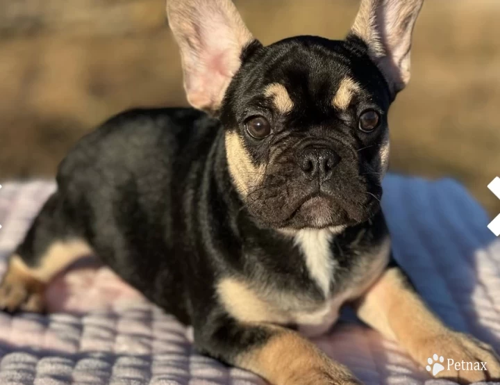 Nix French Bulldog