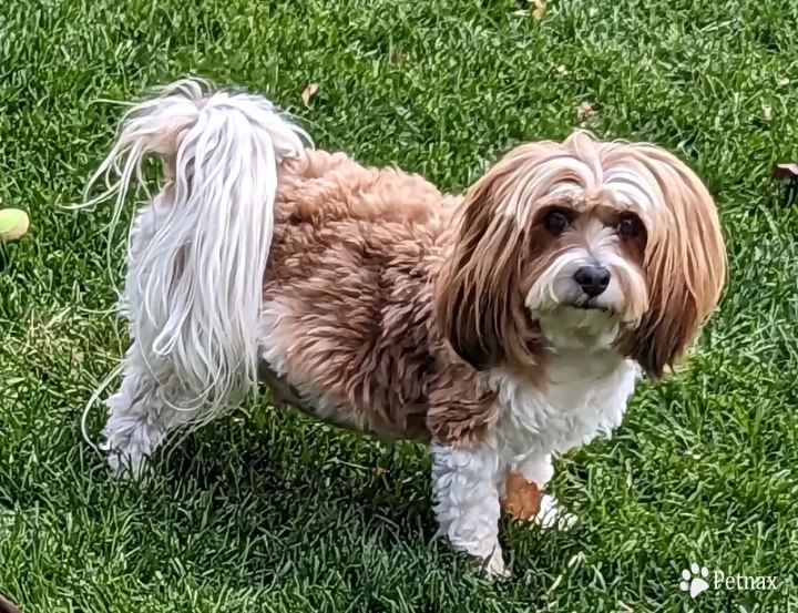 SALSA Havanese