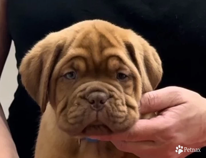 Light Blue Dogue De Bordeaux