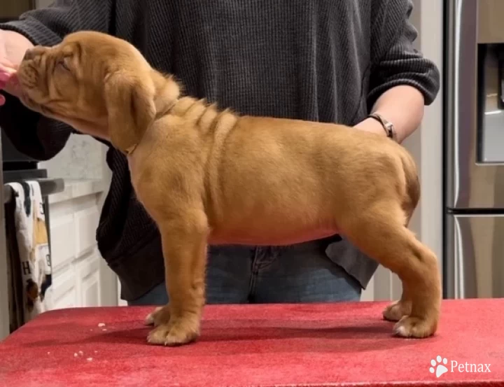 Gold Dogue De Bordeaux