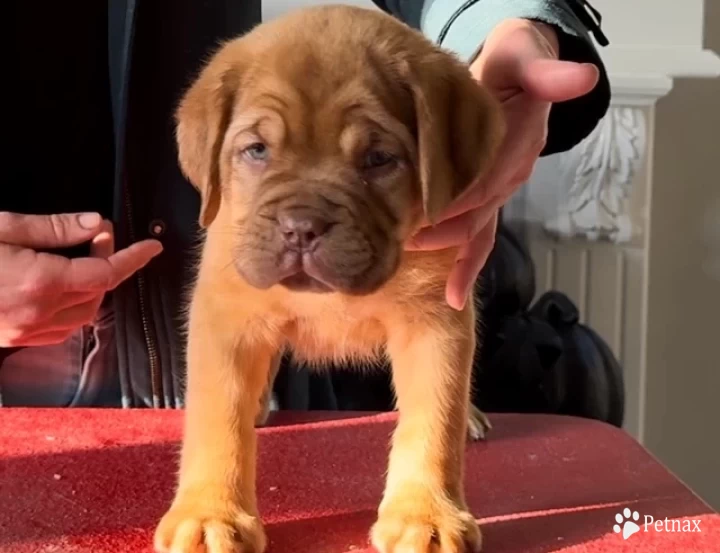 lime green Dogue De Bordeaux