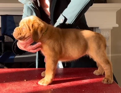 lime green Dogue De Bordeaux