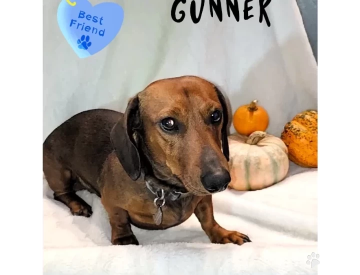 Gunner Dachshund