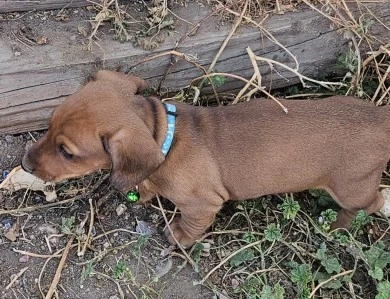 Rowen Dachshund