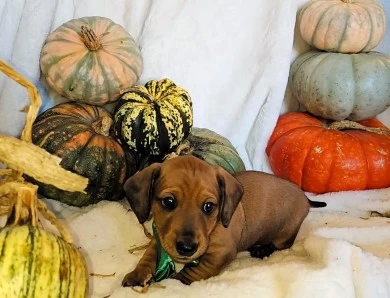 Rowen Dachshund