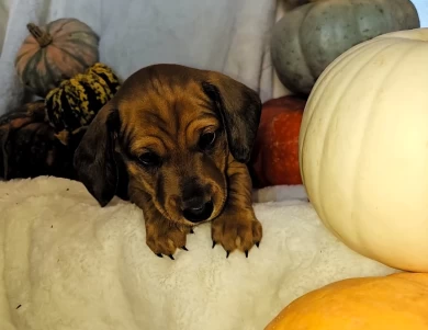 Rowen Dachshund