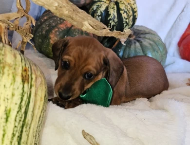 Rowen Dachshund