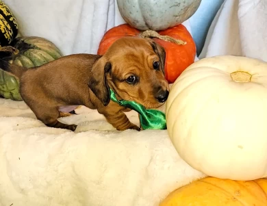 Rowen Dachshund