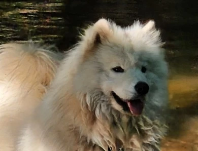 Niko Samoyed