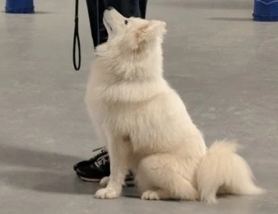 Mia Samoyed