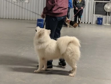 Mia Samoyed