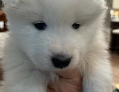 1 Male Samoyed Puppy Samoyed