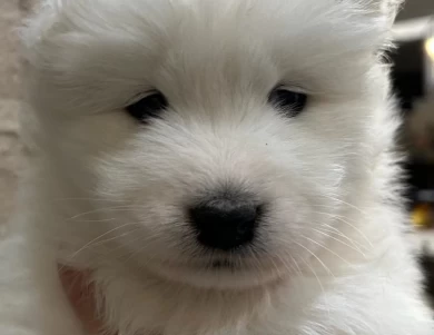 1 Male Samoyed Puppy Samoyed