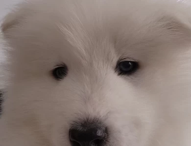 1 Male Samoyed Puppy Samoyed