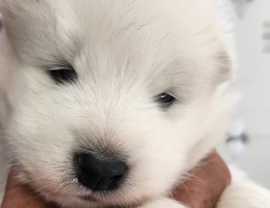 1 Male Samoyed Puppy Samoyed