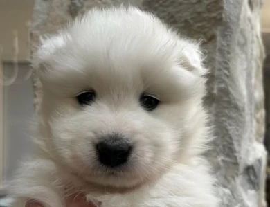 1 Male Samoyed Puppy Samoyed