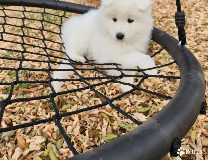 1 Male Samoyed Puppy Samoyed