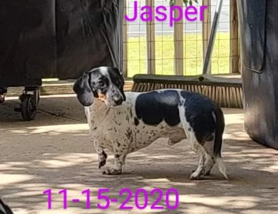 Jasper Johnson  Dachshund