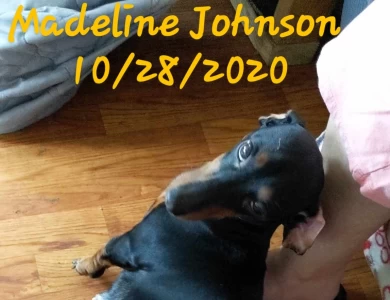 Madeline Johnson  Dachshund