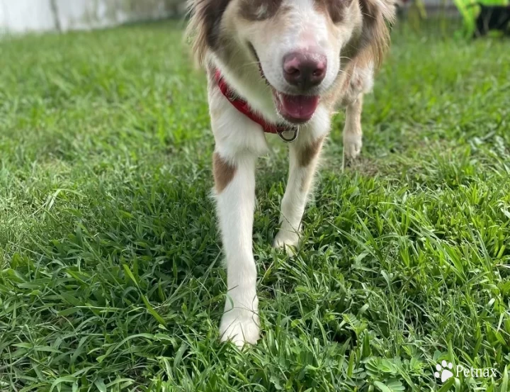 Loyal Libertys Rising Rose "Rosie" Australian Shepherd