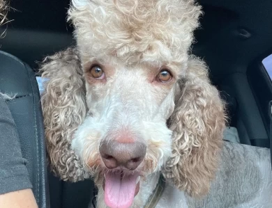 Rolo Caramel Standard Poodle