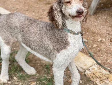 Rolo Caramel Standard Poodle