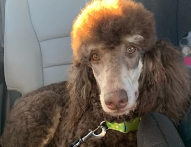 Symphony Cadbury  Standard Poodle