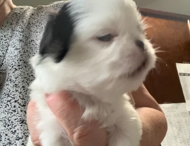 Una Puppies for Sale